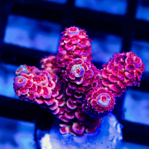 REx Rainbow Crazy Guy - Reef Exclusive MA LLC