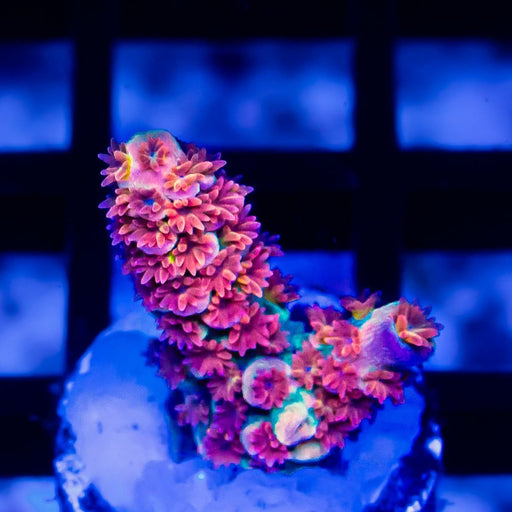 REx Rainbow Crazy Guy - Reef Exclusive MA LLC