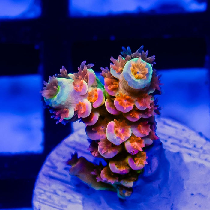 REx Rainbow Crazy Guy - Reef Exclusive MA LLC