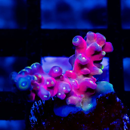 REx Rainbow Frodo - Reef Exclusive MA LLC