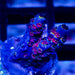 REx Rainbow Passion - Reef Exclusive MA LLC