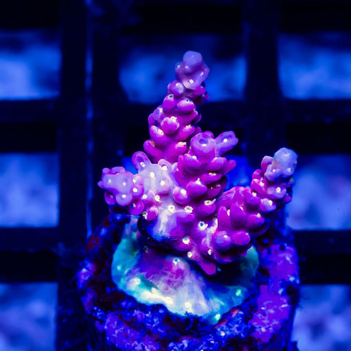 REx Rainbow Worms - Reef Exclusive MA LLC