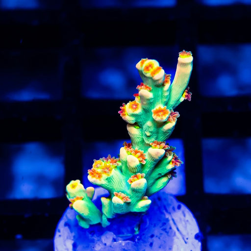 REx Speciosa Gold Rainbow - Reef Exclusive MA LLC