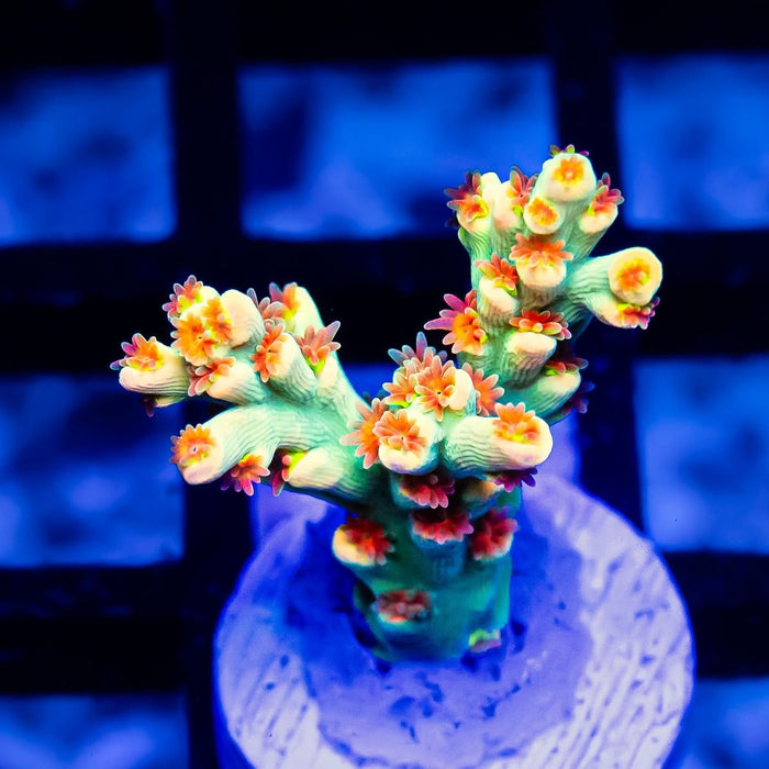 REx Speciosa Gold Rainbow - Reef Exclusive MA LLC