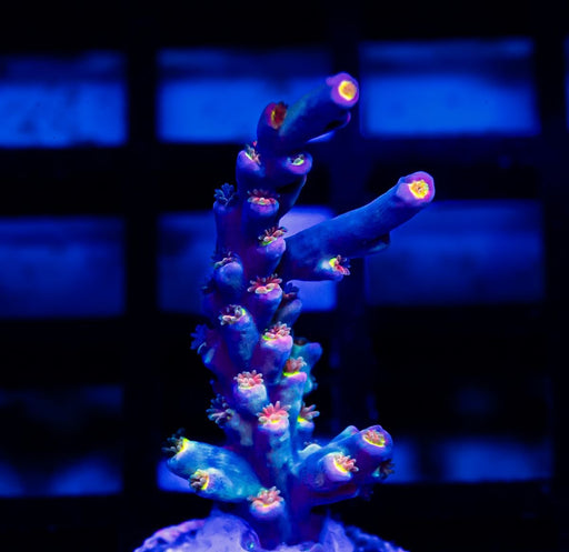 REx Speciosa Rainbow - Reef Exclusive MA LLC