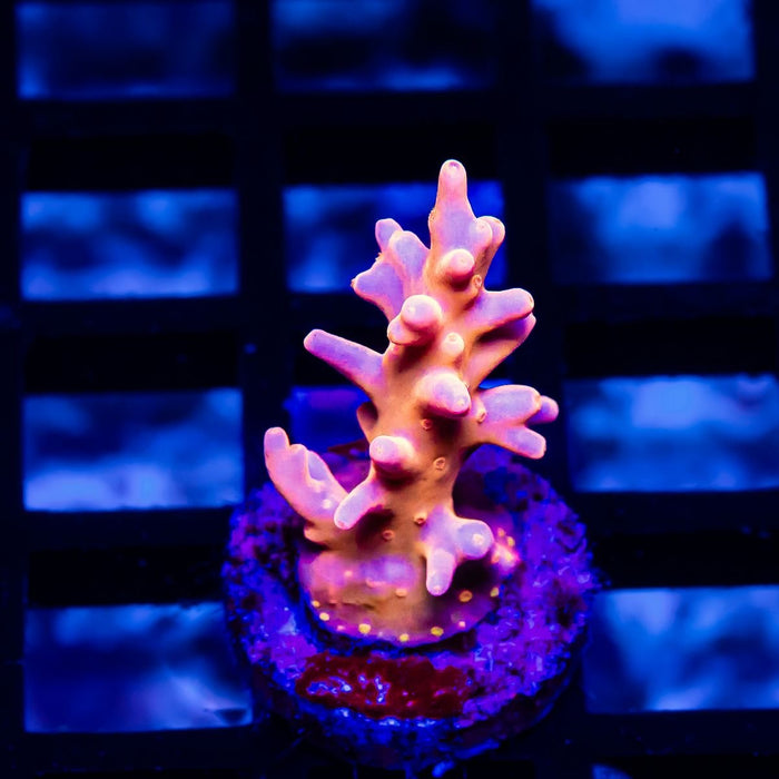 REx Super Orange Dragon Acro - Reef Exclusive MA LLC