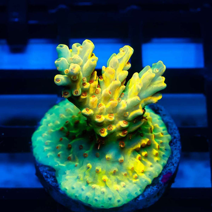 REx Super Yellow Pikachu Acro - Reef Exclusive MA LLC