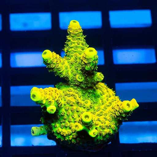 REx Toxic Green Mille - Reef Exclusive MA LLC