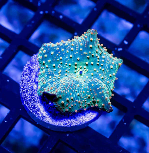 Rhodactis Ultra - Reef Exclusive MA LLC