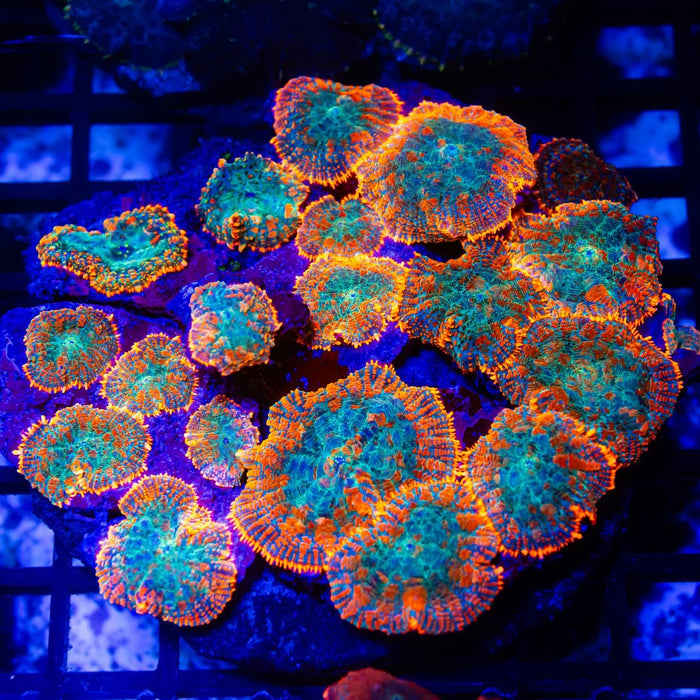 Rhodactis Ultra Pink - Reef Exclusive MA LLC