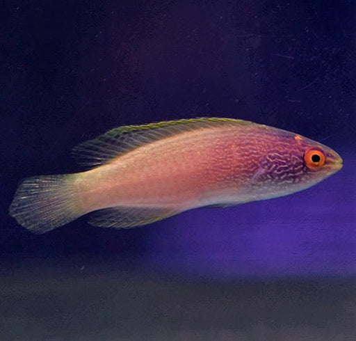 Rhomboid Golden Fairy Wrasse (Cirrhilabrus Rhomboidalis) Female - Reef Exclusive MA LLC