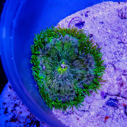 Rock Flower Anemone (Domestic) - Reef Exclusive MA LLC