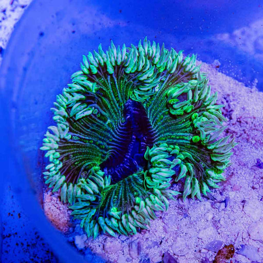 Rock Flower Anemone (Domestic) - Reef Exclusive MA LLC