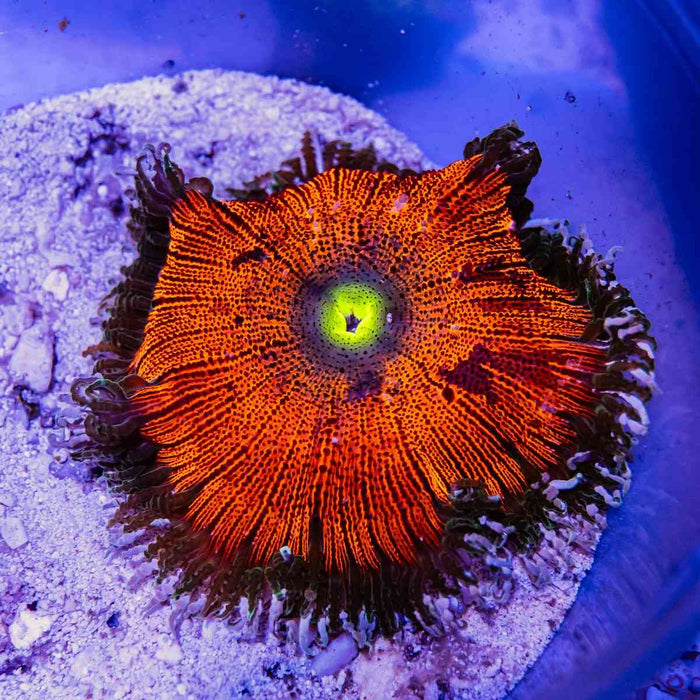 Rock Flower Anemone (Domestic) - Reef Exclusive MA LLC