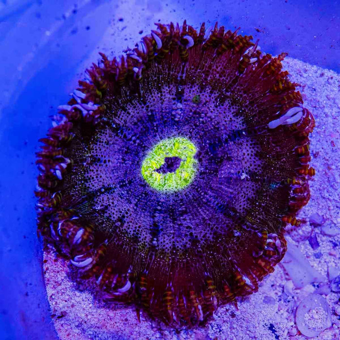 Rock Flower Anemone (Domestic) - Reef Exclusive MA LLC