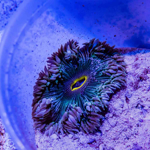 Rock Flower Anemone (Domestic) - Reef Exclusive MA LLC