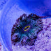 Rock Flower Anemone (Domestic) - Reef Exclusive MA LLC