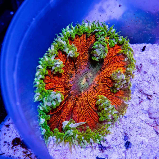 Rock Flower Anemone (Domestic) - Reef Exclusive MA LLC