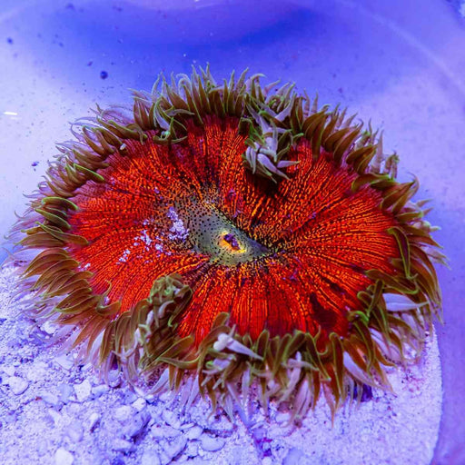 Rock Flower Anemone (Domestic) - Reef Exclusive MA LLC