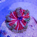 Rock Flower Anemone (Domestic) - Reef Exclusive MA LLC