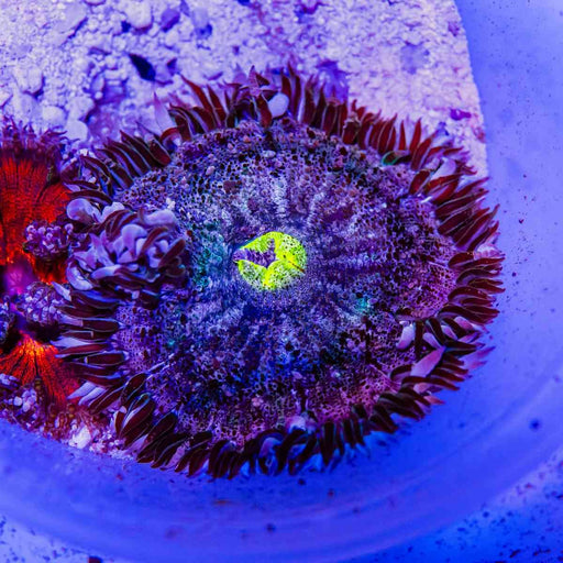 Rock Flower Anemone (Domestic) - Reef Exclusive MA LLC