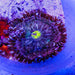 Rock Flower Anemone (Domestic) - Reef Exclusive MA LLC