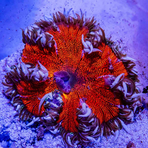 Rock Flower Anemone (Domestic) - Reef Exclusive MA LLC