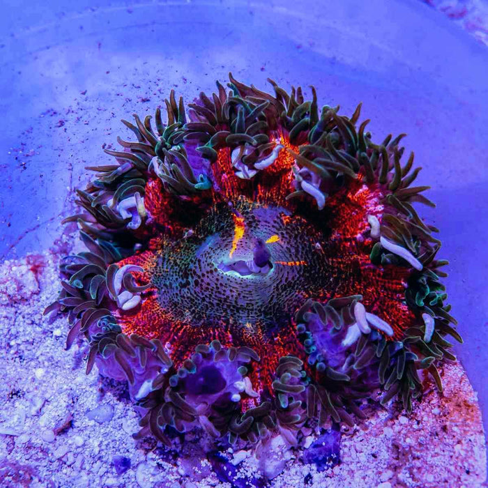 Rock Flower Anemone Ultra (Domestic) - Reef Exclusive MA LLC