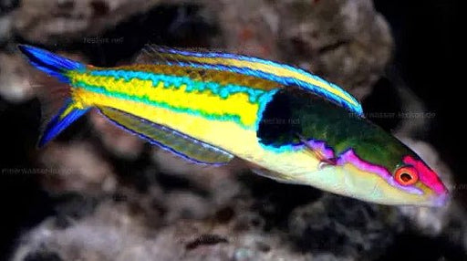 Royal Pencil Wrasse (Pseudojuloides severnsi) Male - Reef Exclusive MA LLC