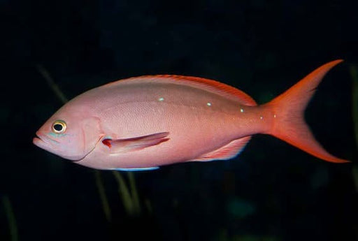 Ruby Anthias (Paranthias Colonus) - Reef Exclusive MA LLC