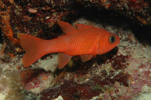 Ruby Cardinalfish (Apogon Coccineus) - Reef Exclusive MA LLC