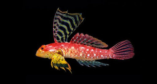 Ruby Red Dragonet (Synchiropus Sycorax) Male - Reef Exclusive MA LLC