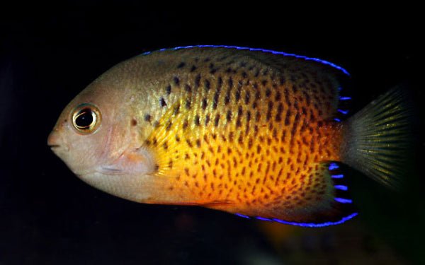 Rusty Angelfish (Centropyge Ferrugata) - Reef Exclusive MA LLC