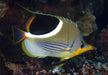 Saddleback Butterfly (Chaetodon Ephippium) - Reef Exclusive MA LLC