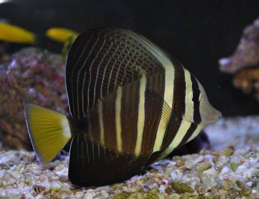 Sailfin Tang (Zebrasoma Veliferum) - Reef Exclusive MA LLC