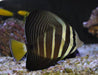 Sailfin Tang (Zebrasoma Veliferum) - Reef Exclusive MA LLC