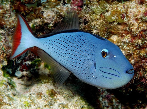 Sargassum Triggerfish (Xanthichthys Ringens) - Reef Exclusive MA LLC