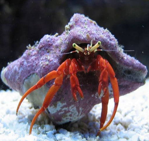 Scarlet Reef Hermit Crabs (Paguristes Cadenati) - Reef Exclusive MA LLC