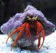 Scarlet Reef Hermit Crabs (Paguristes Cadenati) - Reef Exclusive MA LLC