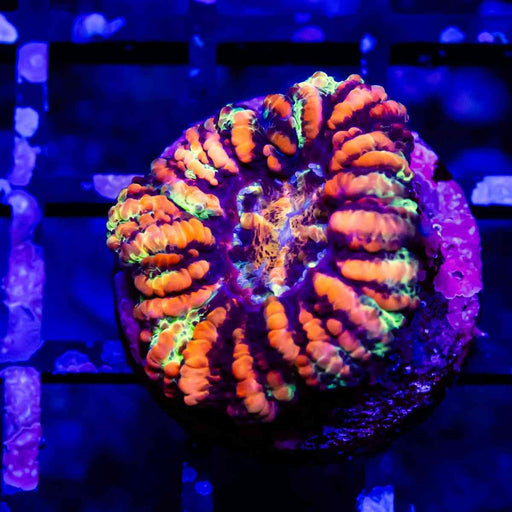 Scolymia Button Coral - Reef Exclusive MA LLC