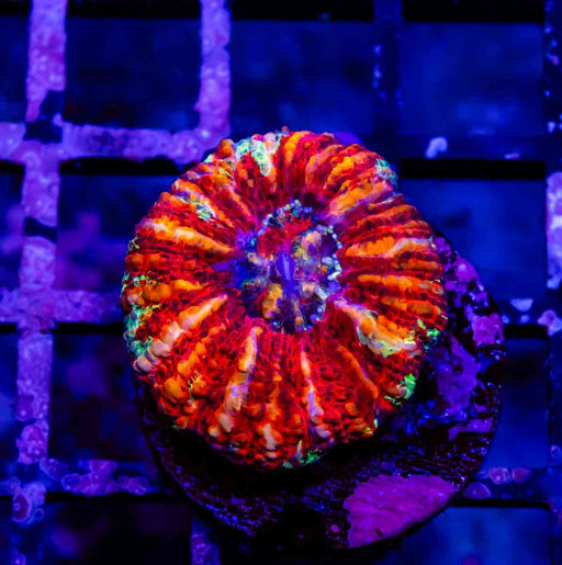 Scolymia Button Coral - Reef Exclusive MA LLC