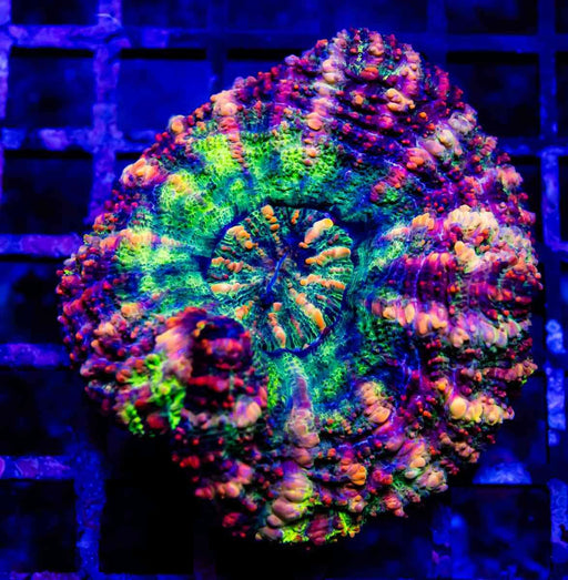 Scolymia Button Coral - Reef Exclusive MA LLC