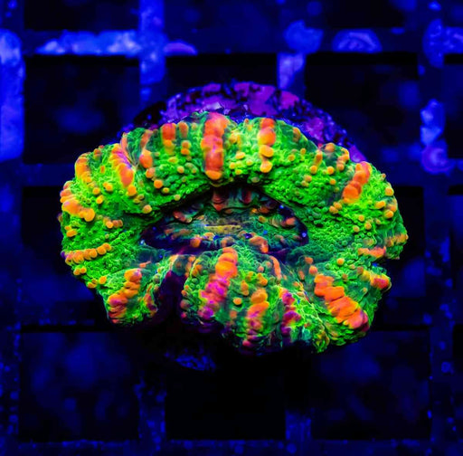 Scolymia Button Coral - Reef Exclusive MA LLC