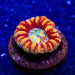 Scolymia Button Coral - Reef Exclusive MA LLC