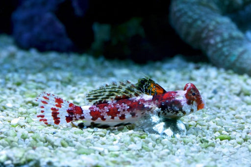 Scooter Blenny (Synchiropus Stellatus) Female - Reef Exclusive MA LLC