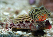 Scooter Blenny (Synchiropus Stellatus) Male - Reef Exclusive MA LLC