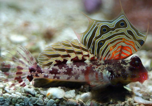 Scooter Blenny (Synchiropus Stellatus) Male - Reef Exclusive MA LLC