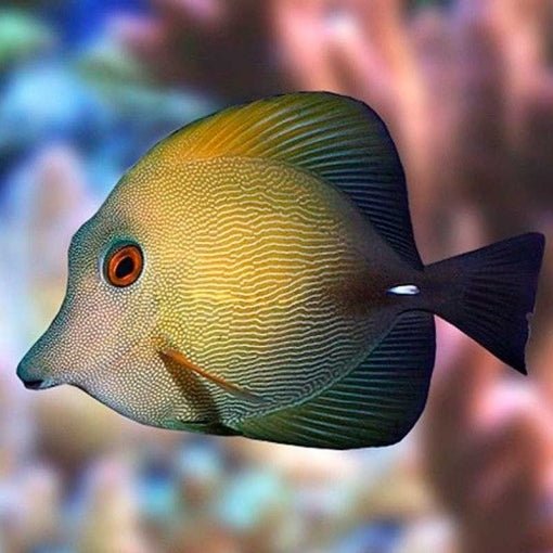 Scopas Tang (Zebrasoma Scopas) - Reef Exclusive MA LLC