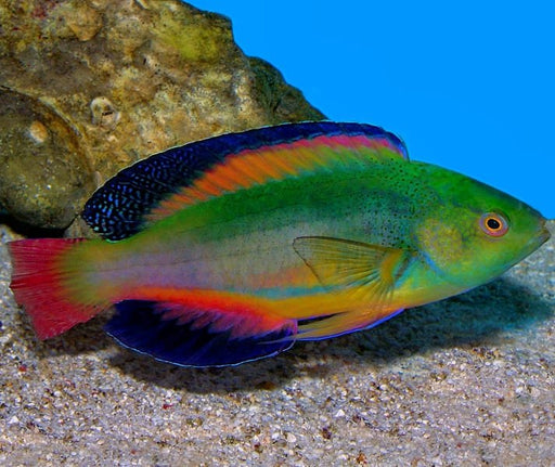 Scott's Velvet Wrasse (Cirrhilaburs Scottorum) Male - Reef Exclusive MA LLC