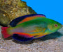 Scott's Velvet Wrasse (Cirrhilaburs Scottorum) Male - Reef Exclusive MA LLC